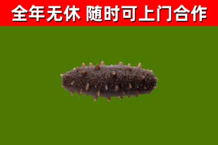 方正烟酒回收干海参.jpg